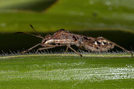 Inseto De Cabe A Larga Adulto Da Esp Cie Neomegalotomus Parvus