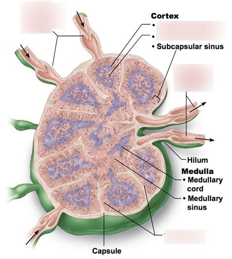 Lymph Node Structure Matching Diagram Quizlet