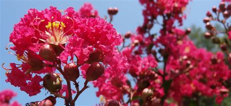 Crepe Myrtle Against The Sky Ours Sooc Taking A Break Fr Flickr