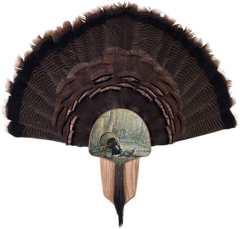 Walnut Hollow Country Turkey Fan Mount Display Kit Oak W Spring