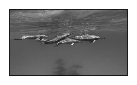 Black And White Underwater Fine Art Photos Abyssal Encounters