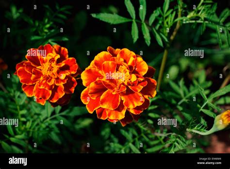 Scarlet Marigolds Hi Res Stock Photography And Images Alamy