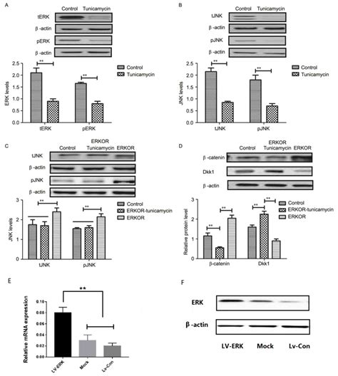 Tunicamycin Inhibits Colon Carcinoma Growth And Aggressiveness Via