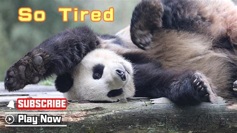 Super PandaEpisode 308 Pandas Enjoying A Lazy Day IPanda YouTube