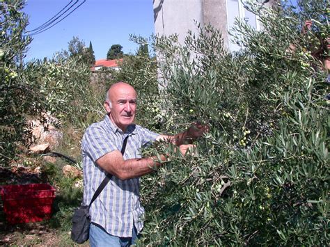 Slobodna Dalmacija Suncokretovo Emo Stavljati U Salatu Cijene