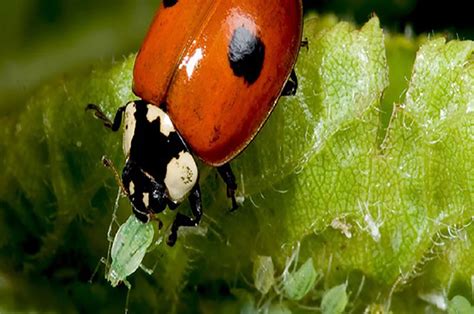 Ejemplos De Control Biol Gico Exitoso En Diferentes Cultivos Agrosabio