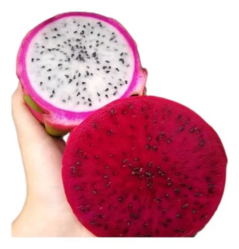 Mudas De Pitaya Da Polpa Branca E Roxa Kit Uma Muda Cada