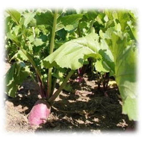 Wildlife Turnips Wildlife Food Plot Merit Seed