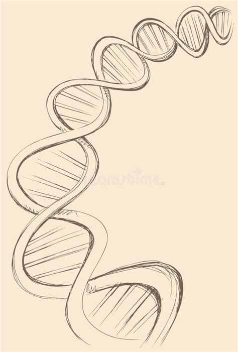 Bosquejo a Pulso Del Vector De La DNA Ilustración del Vector