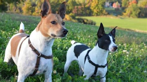 Rat Terrier Dog Rat Terrier Temperament And Behavior How To Take Care