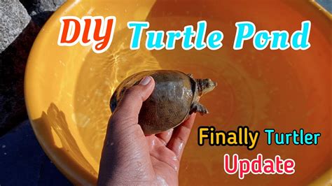 Finally Turtles का Update 😍 Ll Diy Turtle Pond Youtube