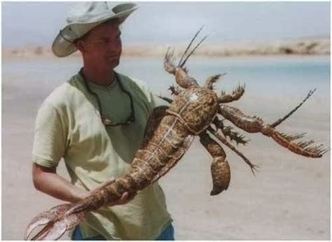 Tipo de escorpião marinho pré histórico encontrado vivo na costa da