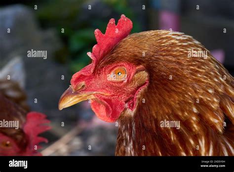 Brown Chicken Portrait Stock Photo Alamy