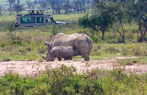 4 Days Masai Mara Lake Nakuru Lodge Safari Kenya Safaris Tanzania