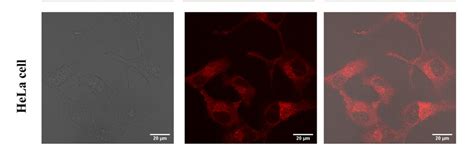 Fluorescence imaging of HeLa cells after incubation with PGN 60 µM