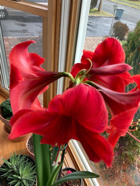 Solve My Amaryllis Jigsaw Puzzle Online With Pieces