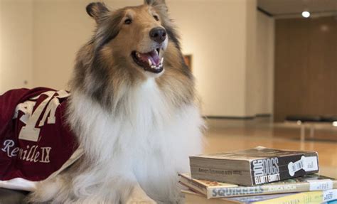 Texas A&M's Mascot is One Hard Working Pooch