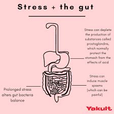 The Stressed Gut Type Integrated Health Solution