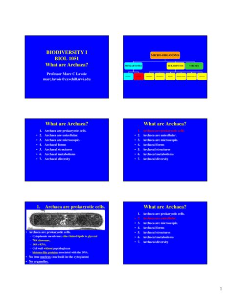 Biodiversity I Biol What Are Archaea What Are Archaea