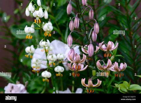 Lilium Martagon Chameleon Lily Lilies Martagon Alba Yellow Pink Turk