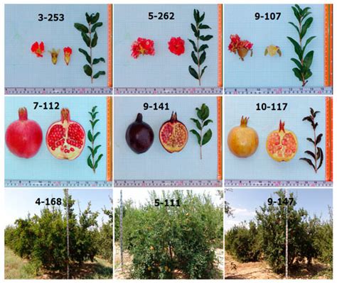 Horticulturae Free Full Text Development Of A Multipurpose Core Collection Of New Promising