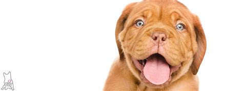 DOGUE DE BORDEAUX NOSE BUTTER® Treatment for Dry French Mastiff noses