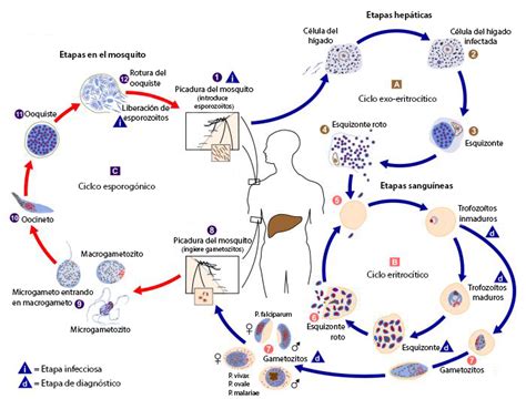 Parasitolog A