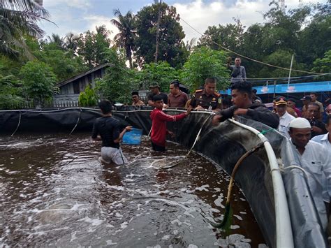 Budidaya Vaname Sistem Bioflok Mon Jaya Panen 8 Ton Udang WASPADA