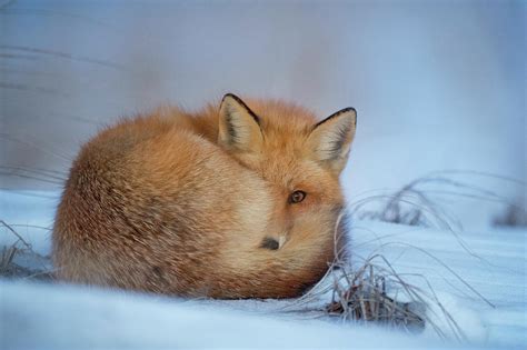 Curled Up Fox Photograph By Happy Home Artistry Fine Art America