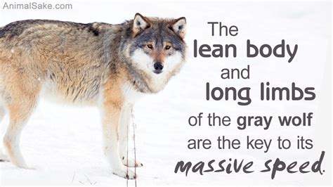 The Adaptations Of The Gray Wolf Have Had A Crucial Role To Play In