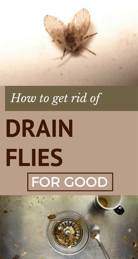 17 Best Get Rid Of Flies Images Get Rid Of Flies How To Get Rid Rid