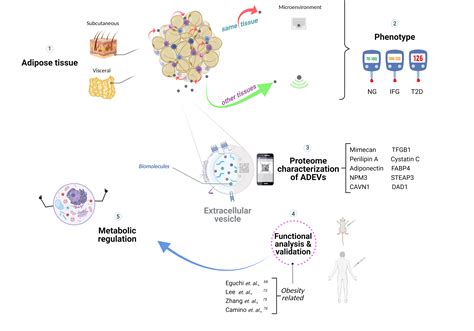 Adipose Derived Extracellular Vesicles Could Promote Metabolic