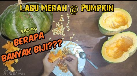 Teka Berapa Jumlah Biji Labu Ini Youtube