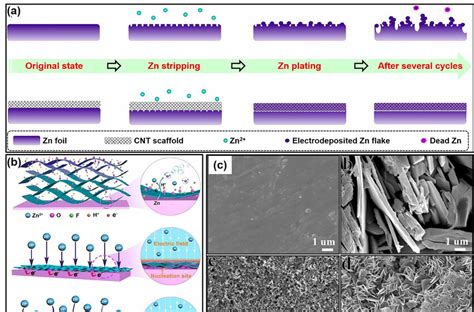 A Schematics Of The Stripping Plating Behavior Of Zn Anodes Top And