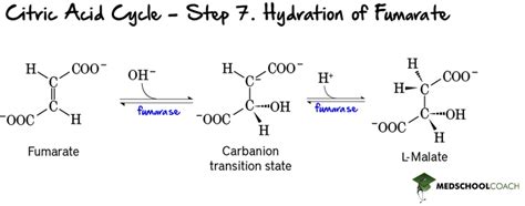 The Krebs Cycle MCAT Biochemistry MedSchoolCoach