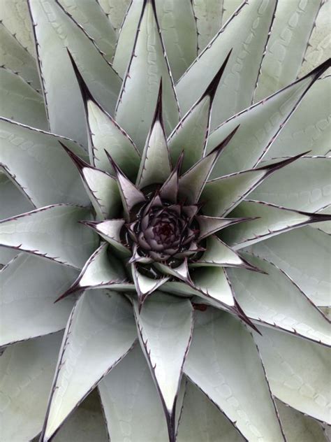 Free Images Nature Cactus Structure White Leaf Flower Frost