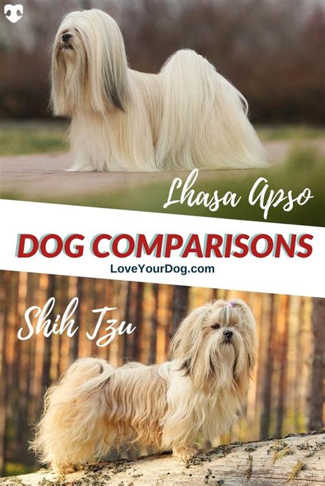 Lhasa Apso Vs Shih Tzu Breed Differences And Similarities Lhasa Apso