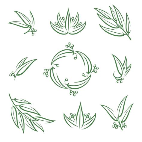 Premium Vector Eucalyptus Set Collection Icon Eucalyptus Vector