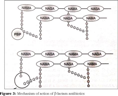 Figure 1 From Action And Resistance Mechanisms Of Antibiotics A Guide