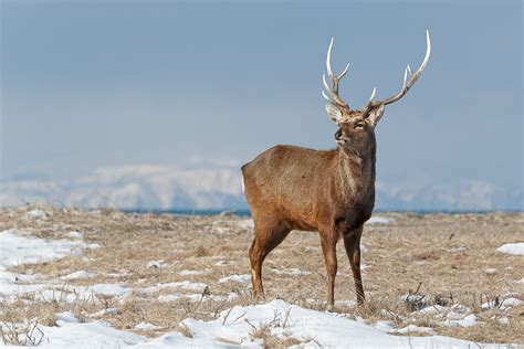 Sika Deer With Large Antlers - Animals Photography Prints