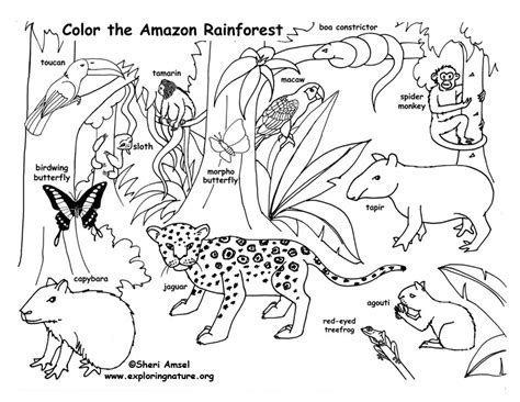 Layers Of The Rainforest Coloring Page at GetColorings.com | Free printable colorings pages to ...