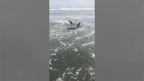 Great White Shark Stranded Along Pleasant Point In Santa Cruz