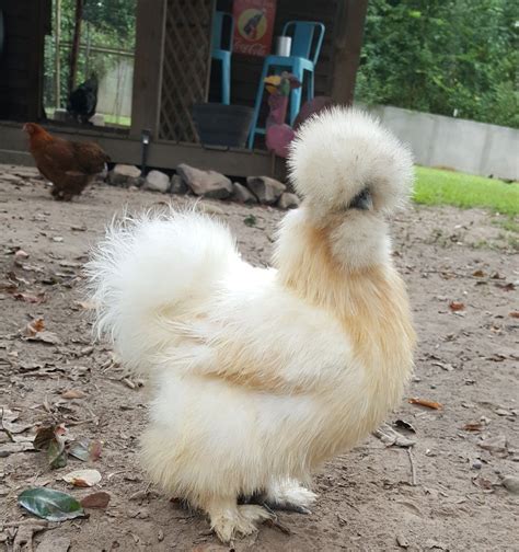 List 96 Pictures Pictures Of Silkie Chickens Superb