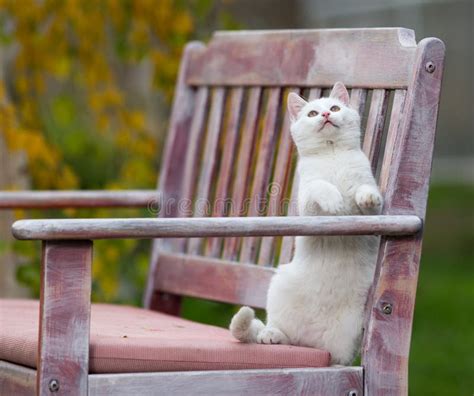 Small White Cat Playing In Garden Stock Image Image Of Adorable