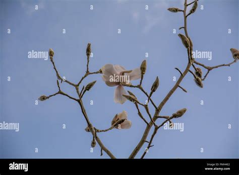 Magnolia Albatross Cylindrica X X Veitchii Peter Veitch Stock Photo