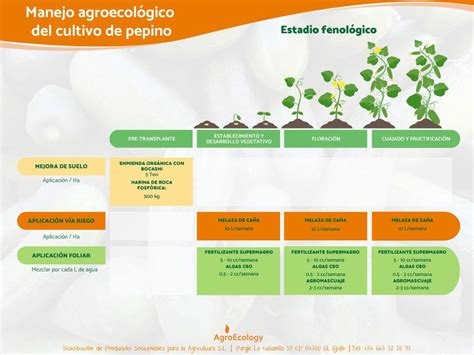 Secretos del cultivo ecológico cultivo de pepino