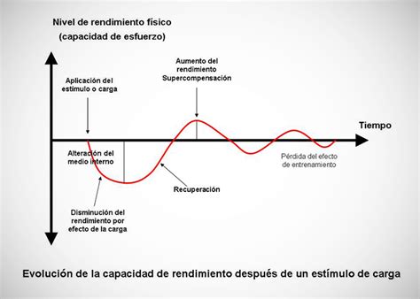 Kinesiologo Humberto Farias Todo Sobre El Fen Meno De Supercompensaci N