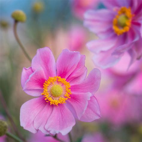 Anemone Fantasy Jasmine L Japanese Anemone The Boma Garden Centre