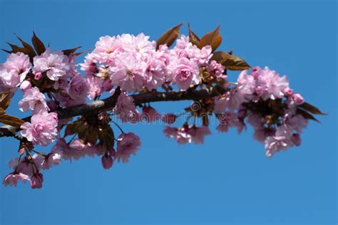 Ciliegio Giapponese Fiorisce Nel Prunus Serrulata Kanzan Lindl