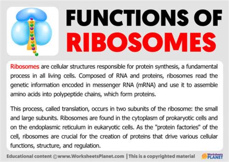 Function Of Ribosomes